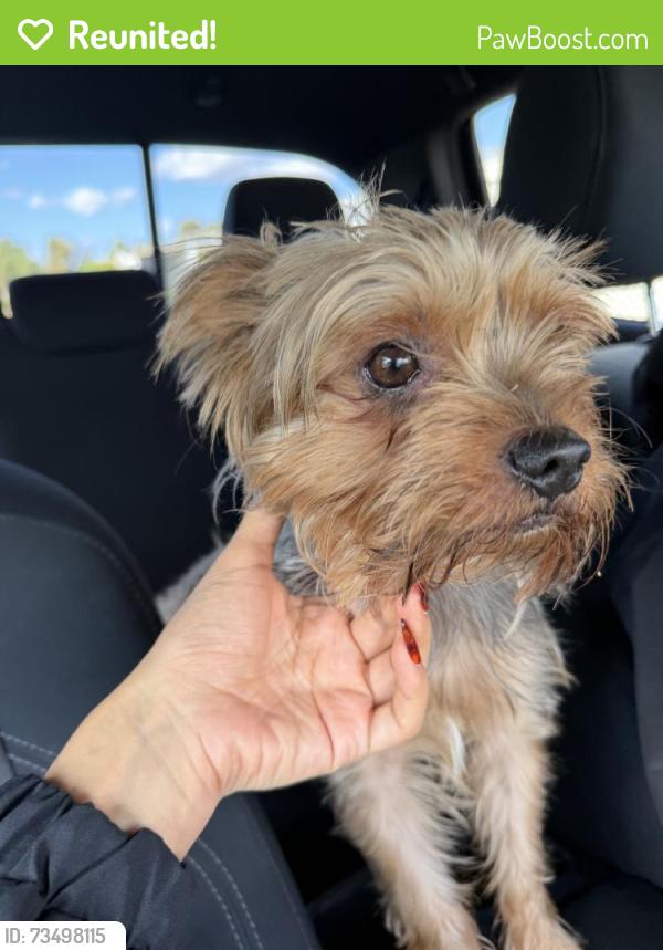 Reunited Male Dog last seen El Cajon, CA, USA, El Cajon, CA 92020