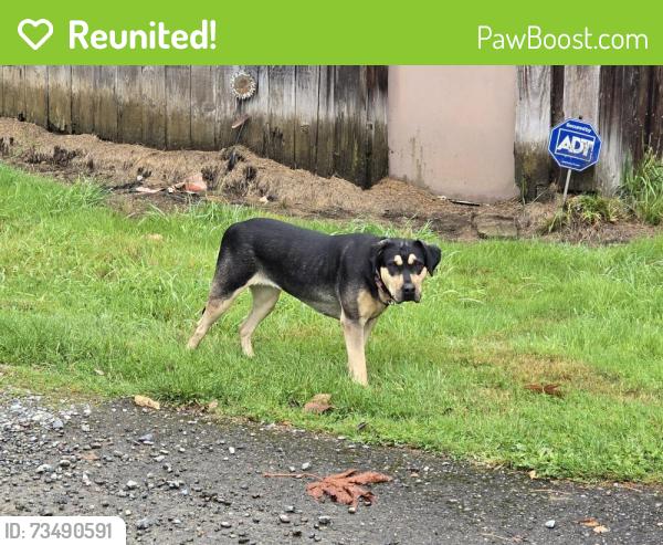 Reunited Female Dog last seen Meadow Lake Rd between 186th Dr SE and 199th Ave SE., Snohomish County, WA 98290