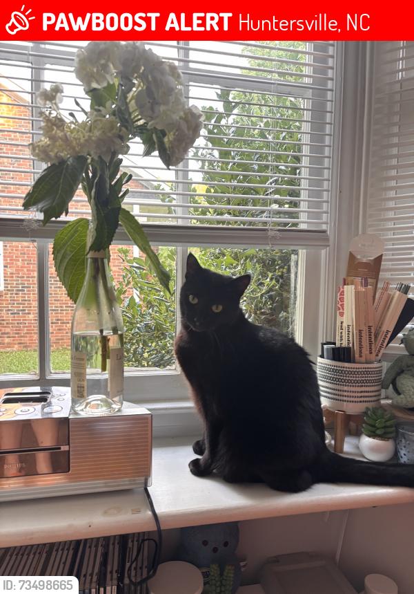 Lost Female Cat last seen Ariund the Intersection at Calverton rd and Parkton Gate Dr., Huntersville, NC 28078