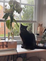 Lost Female Cat last seen Ariund the Intersection at Calverton rd and Parkton Gate Dr., Huntersville, NC 28078