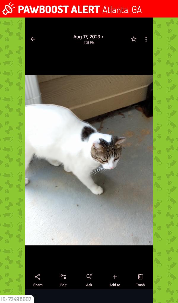 Lost Male Cat last seen Moury and Middleton Ave, Atlanta, GA 30315