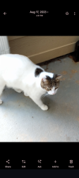 Lost Male Cat last seen Moury and Middleton Ave, Atlanta, GA 30315
