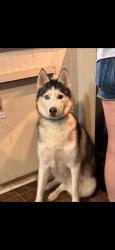 Reunited Female Dog last seen Back field behind our hse, Tullahoma, TN 37388