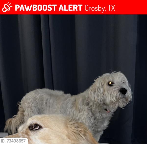 Lost Female Dog last seen Crosby Lynchburg, Crosby, TX 77532