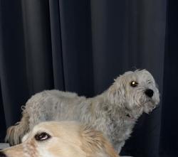 Lost Female Dog last seen Crosby Lynchburg, Crosby, TX 77532