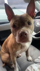 Reunited Female Dog last seen State rd, Parma, OH 44134