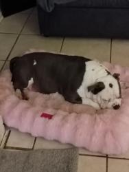Reunited Male Dog last seen Parmer and Lamplight Village, Austin, TX 78727