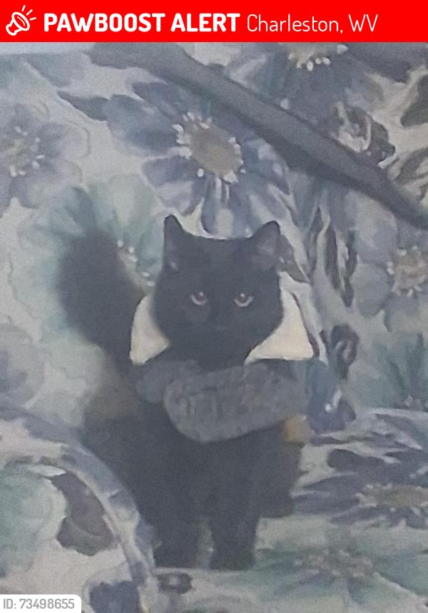 Lost Male Cat last seen Near South Ruffner Road, Charleston, WV 25314