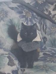 Lost Male Cat last seen Near South Ruffner Road, Charleston, WV 25314