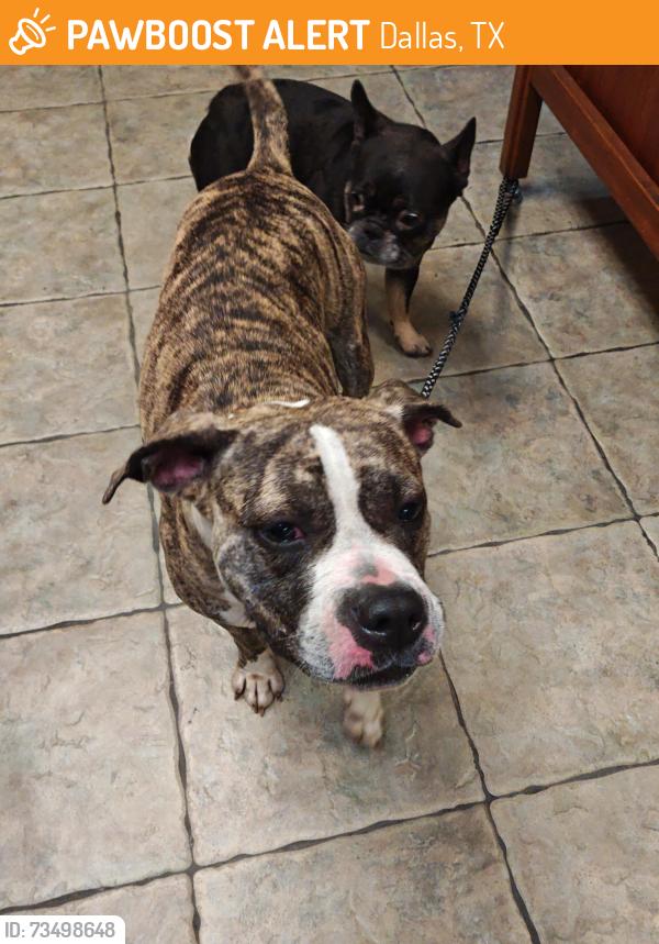 Found/Stray Female Dog last seen Ledbetter Dr., Dallas, TX 75233