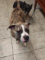 Found/Stray Female Dog last seen Ledbetter Dr., Dallas, TX 75233