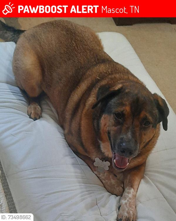 Lost Male Dog last seen Mascot, Mascot, TN 37806
