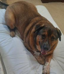 Lost Male Dog last seen Mascot, Mascot, TN 37806