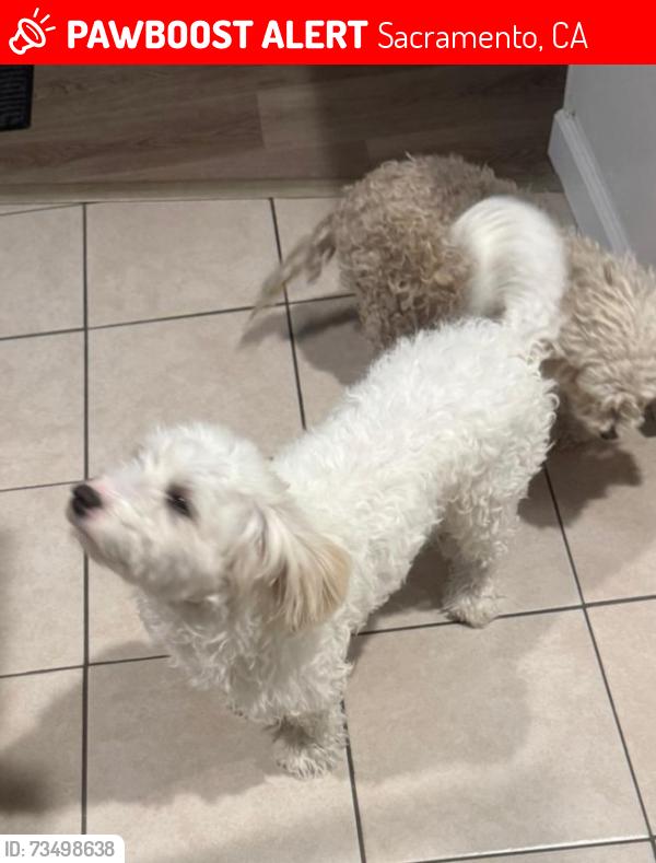Lost Male Dog last seen los lunas way & pelican way, Sacramento, CA 95833