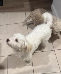 Lost Male Dog last seen los lunas way & pelican way, Sacramento, CA 95833