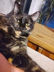 Lost Female Cat last seen North 51 Weatherford/ Carter road, Weatherford, TX 76085