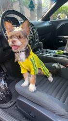 Lost Male Dog last seen Terry st & fraser st, Atlanta, GA 30312