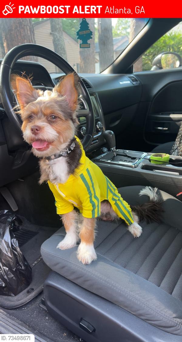 Lost Male Dog last seen Terry st & fraser st, Atlanta, GA 30312