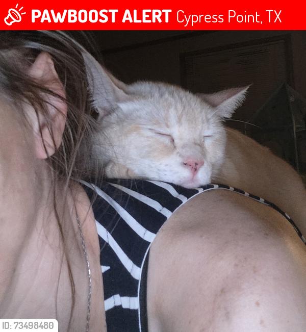 Lost Male Cat last seen San Jacinto River East Fork, near the pipeline, the end of Blue Lake Dr in Huffman, Tx, Cypress Point, TX 77336