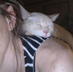 Lost Male Cat last seen San Jacinto River East Fork, near the pipeline, the end of Blue Lake Dr in Huffman, Tx, Cypress Point, TX 77336