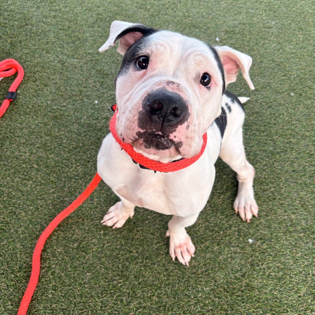 Shelter Stray Female Dog last seen , Animal Care & Control Team of Philly, 111 W Hunting Park Ave, Philadelphia, PA 19140, USA
