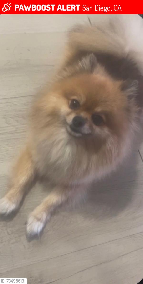 Lost Female Dog last seen Moss and Lst 4th ave chula vista, San Diego, CA 92101