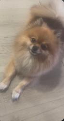 Lost Female Dog last seen Moss and Lst 4th ave chula vista, San Diego, CA 92101