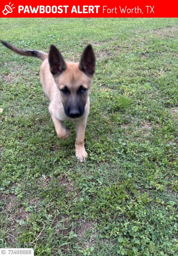 Lost Male Dog last seen Near Mel st, Fort Worth, TX 76112