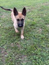 Lost Male Dog last seen Near Mel st, Fort Worth, TX 76112