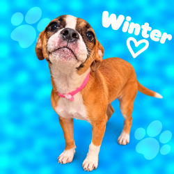 Shelter Stray Female Dog last seen , 2350 Appling City Cove, Memphis, TN 38133, USA