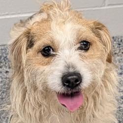 Shelter Stray Female Dog last seen , 328 Furman Hall Rd, Greenville, SC 29609, USA