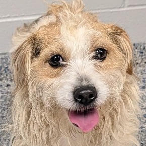 Shelter Stray Female Dog last seen , 328 Furman Hall Rd, Greenville, SC 29609, USA