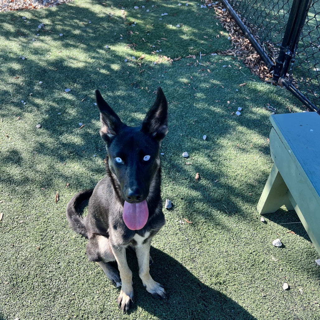 Shelter Stray Female Dog last seen , 2350 Appling City Cove, Memphis, TN 38133, USA