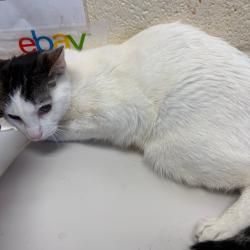 Shelter Stray Male Cat last seen , 2350 Appling City Cove, Memphis, TN 38133, USA