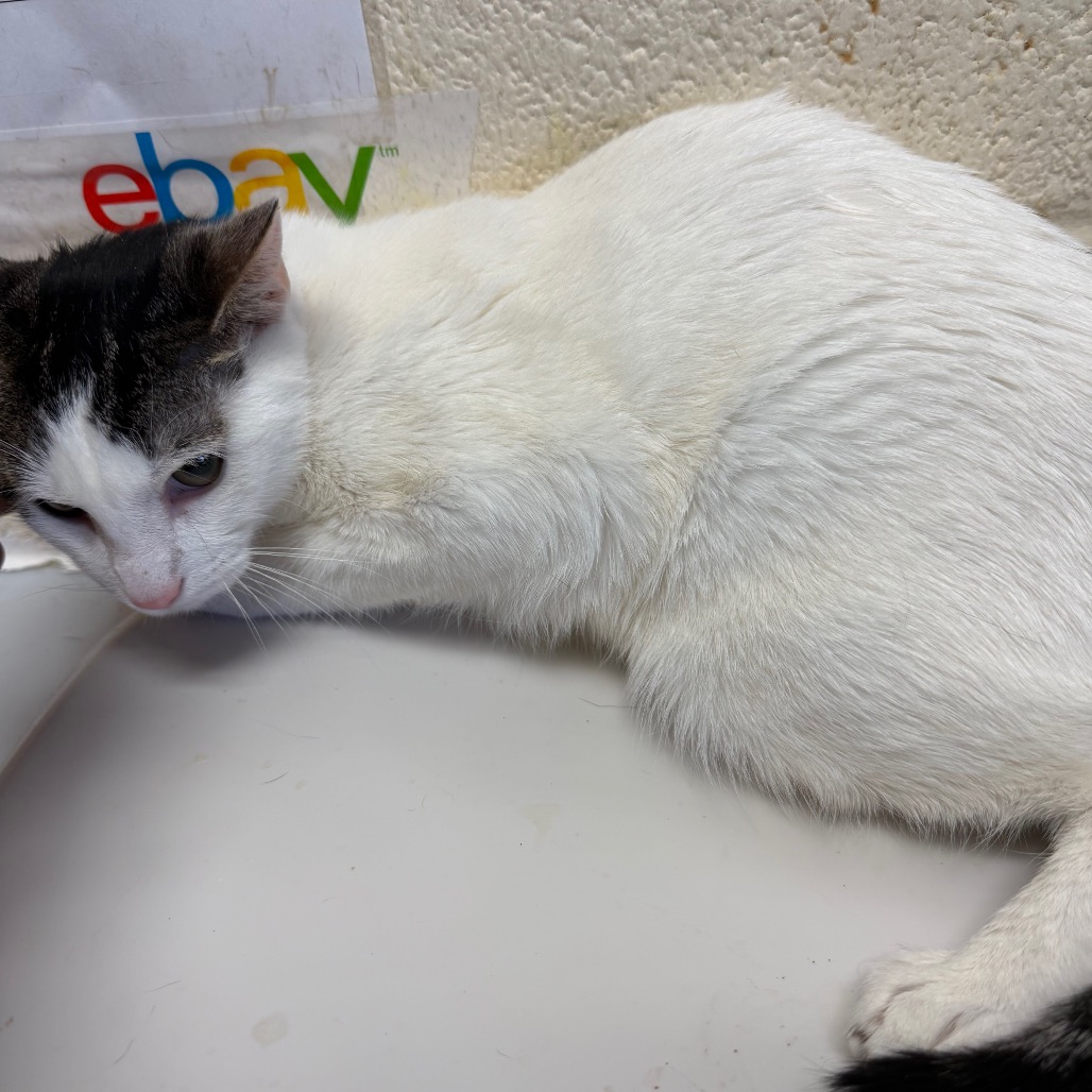 Shelter Stray Male Cat last seen , 2350 Appling City Cove, Memphis, TN 38133, USA