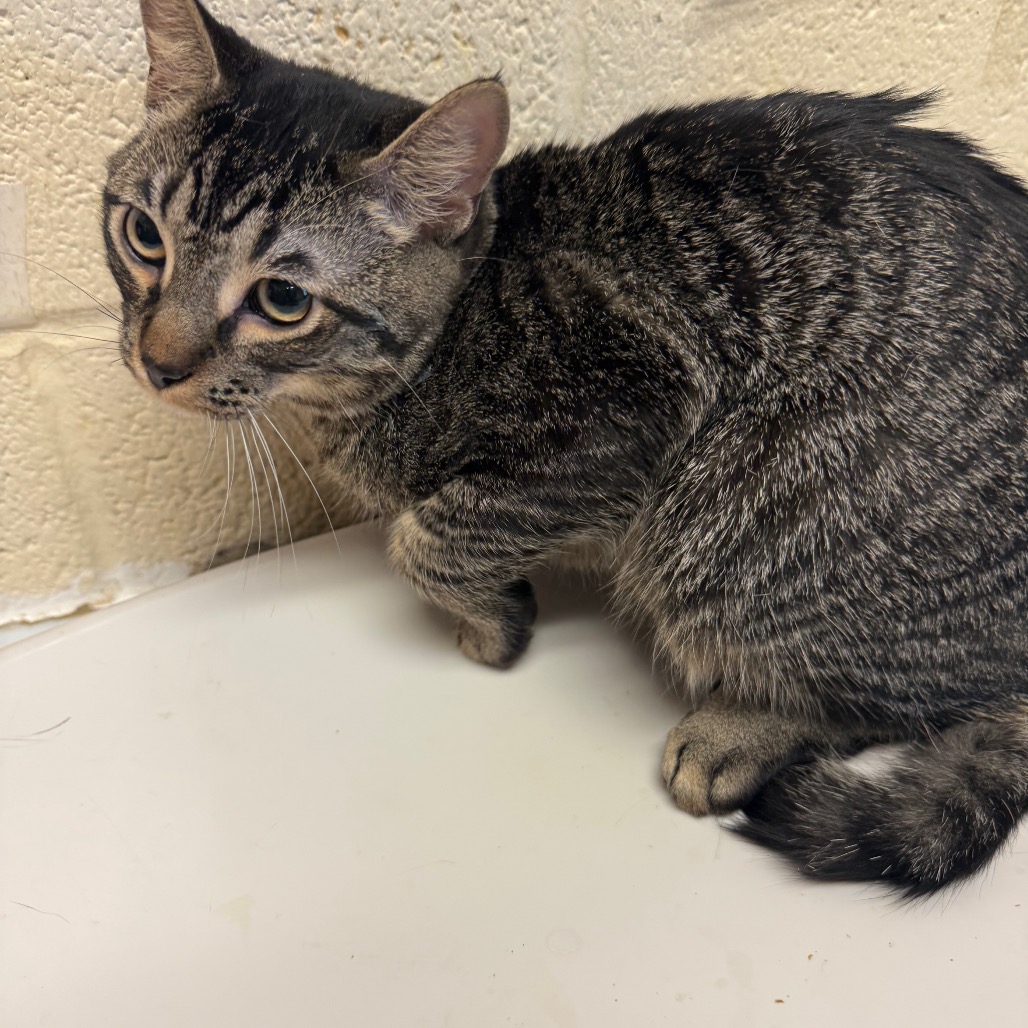 Shelter Stray Male Cat last seen , 2350 Appling City Cove, Memphis, TN 38133, USA
