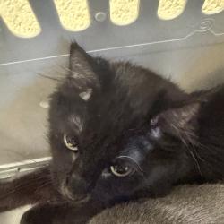 Shelter Stray Male Cat last seen , 2350 Appling City Cove, Memphis, TN 38133, USA