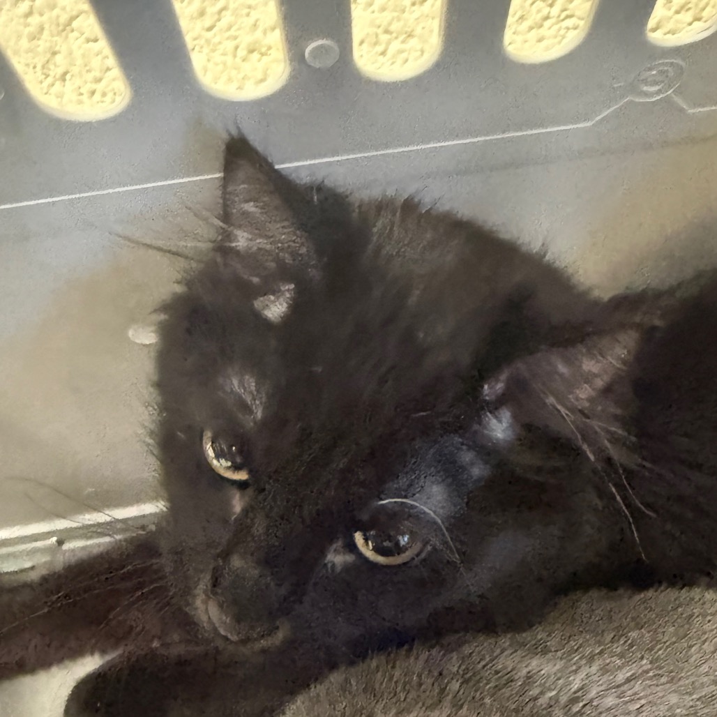Shelter Stray Male Cat last seen , 2350 Appling City Cove, Memphis, TN 38133, USA