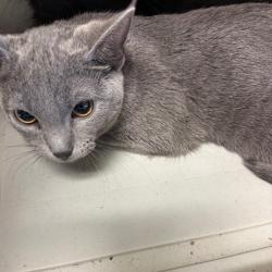 Shelter Stray Male Cat last seen , 2350 Appling City Cove, Memphis, TN 38133, USA