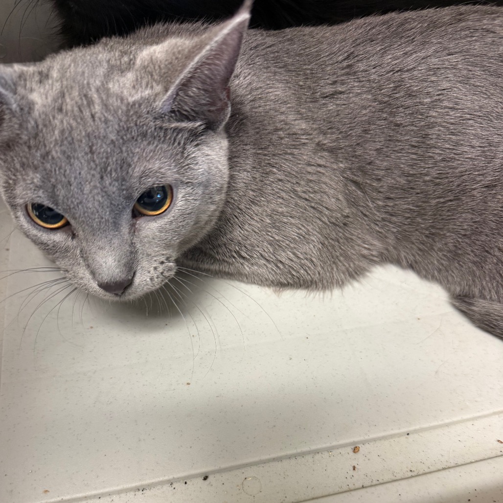 Shelter Stray Male Cat last seen , 2350 Appling City Cove, Memphis, TN 38133, USA