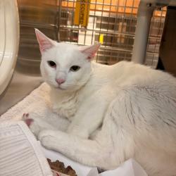 Shelter Stray Male Cat last seen , 361 S Raymond Ave, Pasadena, CA 91105, USA