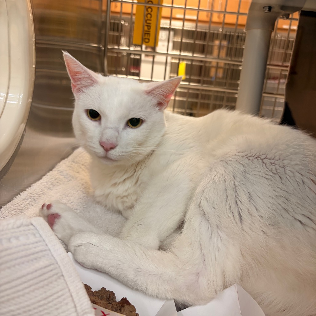 Shelter Stray Male Cat last seen , 361 S Raymond Ave, Pasadena, CA 91105, USA