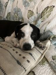 Reunited Female Dog last seen Virginia Beach blvd, Virginia Beach, VA 23451