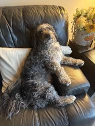 Lost Male Dog last seen Seen headed towards the woods off S 12th St, Sebring, OH 44672