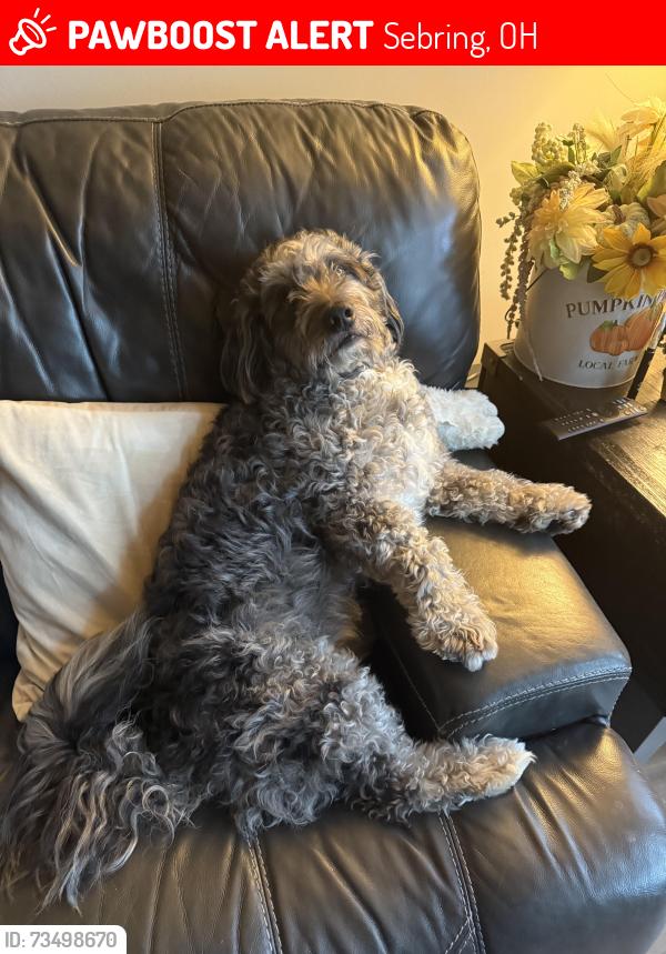Lost Male Dog last seen Seen headed towards the woods off S 12th St, Sebring, OH 44672