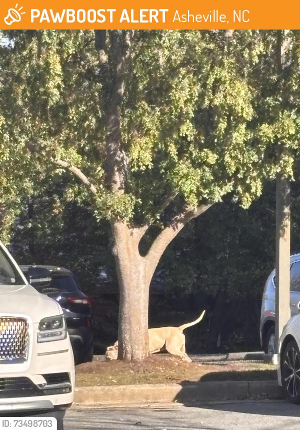 Found/Stray Unknown Dog last seen In parking lot, Asheville, NC 28803