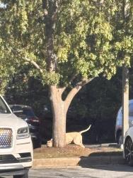 Found/Stray Unknown Dog last seen In parking lot, Asheville, NC 28803