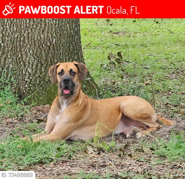 Lost Male Dog last seen Sw 14th st and 80th ocala,fl 34474, Ocala, FL 34474