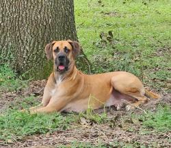 Lost Male Dog last seen Sw 14th st and 80th ocala,fl 34474, Ocala, FL 34474