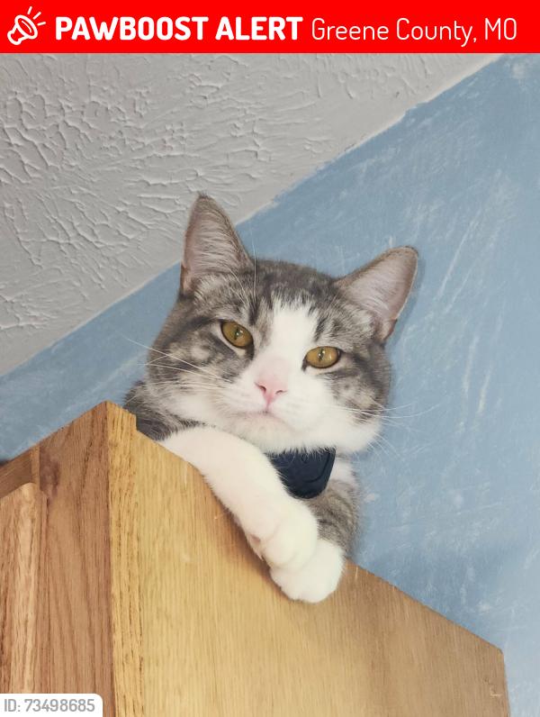 Lost Male Cat last seen KOA camp, Greene County, MO 65802